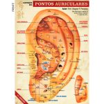 Mapa Auricular — imagem 1